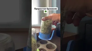 Проростки  брокколи - самые полезные ростки