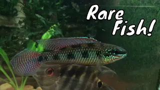 Amazing Collection of Rare Beautiful Fish! All Oddball Aquatics Regina Spotti's Fish Room Tour!