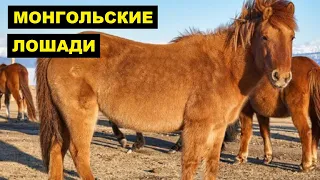 Монгольские лошади особенности породы | Коневодство | Лошади Монгольской породы