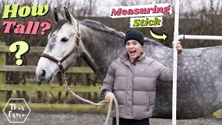 How to measure a horse - How Tall are all my Horses? Measuring Stick DIY | This Esme