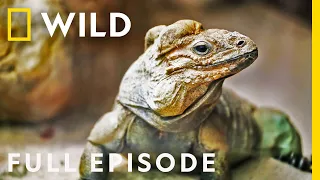 The Bugs of the Zoo (Full Episode) | Secrets of the Zoo: Down Under