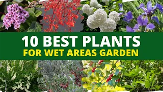 Top 10 Best Plants for Wet Areas in Garden 🌱⛺