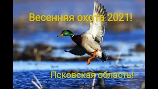 Весенняя охота 2021!Открытие в Псковской области!Охота на селезня!