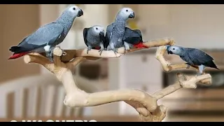 Funniest parrot videos - Try not to laugh - Best Compilation - Cockatoo  -  Vlog With Pets - PetLife