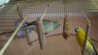 Певчий  попугай