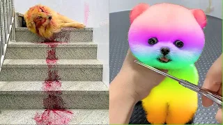 Tik Tok Chó Phốc Sóc Mini 😍 Funny and Cute Pomeranian #222