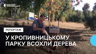 Через неналежний догляд у парку Кропивницького всохли дерева, які садили на честь звільнених міст