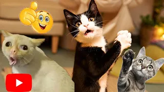 Try not to laugh funny cats videos😛😺|cutest dogs videos |@CrazyPets007