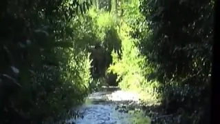 Could this footage captured in 2008 show Bigfoot?