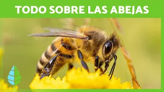 Las ABEJAS 🐝💛 (Ciclo de VIDA, Cómo hacen MIEL e IMPORTANCIA)