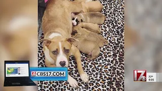 Wake County animal shelter seeking donations after caring for mother dog, puppies, found in suitcase