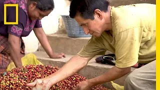Coffee Farmers Hopeful For Their Dying Crops | Short Film Showcase