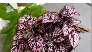 Polka Dot plant care in Tamil/how to take care of polka dot plant