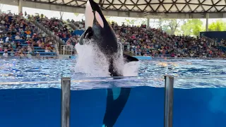 Orca Killer Whale Show SeaWorld San Antonio December 2021