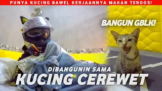 KALIAN PUNYA KUCING KAYAK GINI? MUNCUL PAS LAPER DOANK!!