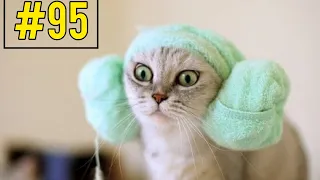 Funny and cute cat videos Compilation #95