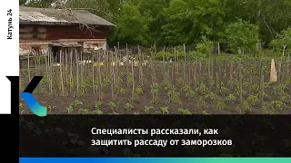 Специалисты рассказали, как защитить рассаду от заморозков