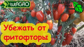 РАННЯЯ УБОРКА ТОМАТОВ В 2023 ГОДУ в ОГ: как убежать от фитофторы?