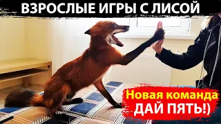 Как играет домашний Лис Мики со взрослыми. Новая команда ДАЙ ПЯТЬ!)) / MIKI THE FOX