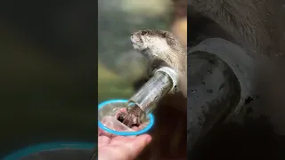 Feeding otters like a pro 🤗