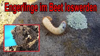 Engerlinge im Beet bekämpfen und im Garten loswerden!