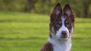 Talley Skye.. 11 weeks old. Lot 141 Dolgellau online 13-15 May