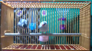 Duet dancing of Java sparrows followed by mounting and copulation