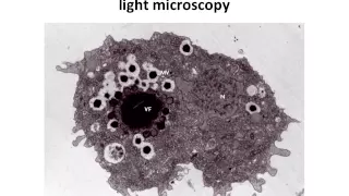 Virology 2012 Lecture #1: What is a virus?