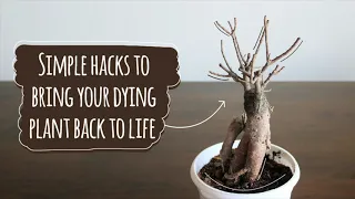 Revive Dying Plants || Simple hacks to bring your dying plant back to life || Annu Ke Nuskhe