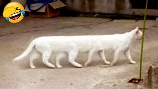 New Funny Videos 2024 😍 Cutest Cats and Dogs 🐱🐶 Part 21