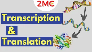 Transcription & Translation | From DNA to RNA to Protein
