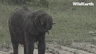 WildEarth - Sunset Safari - 27 April 2022