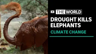 Is climate change killing more elephants than poaching? | The World