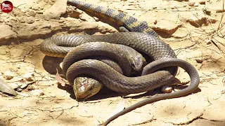 Final Battle of Cobra and Lizard - What Happen Next in Nature?
