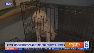 700 dogs rescued from puppy mill in Iowa; 53 available for adoption in Studio City