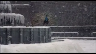 Amarcord (1973) by Federico Fellini, Clip: A miracle in the town square - Snowball fight and peacock