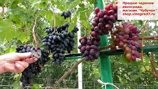 Виноград КИШМИШ ЭММА  крупные грозди,ягоды, приятный гармоничный вкус и очень ранний срок созревания