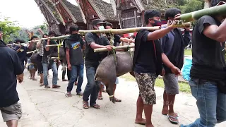 The Rambu Solo in Tana Toraja is the most expensive Funeral in the world