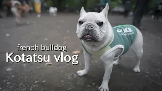 sub)The problem that the French bulldog kotatsu does not run in a dog run [Kotatsu Vlog]