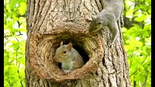 Cats Go Bonkers for this Squirrel Playing Peek A Boo Video