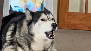 Husky Moans At Nan For Interrupting His Advert!