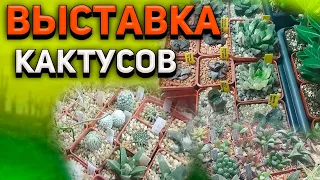 Выставка кактусов и суккулентов. Мои новые кактусы. Уход за кактусом