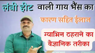 गाय भैंस की लंबी हीट का 100 % कारण & ईलाज Scientific Method / Cow ki lambi heat