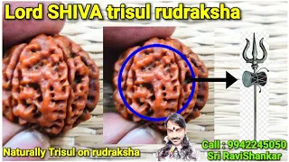 Lord SHIVA trisul rudraksha. (Gives full blessings of Lord SHIVA)