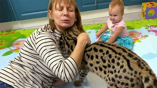 SERVAL HAPPILY MEETS MY MOTHER / Alice's favorite cat