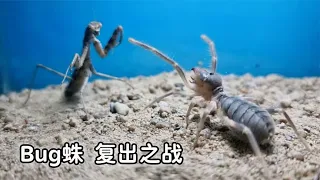 灰螳螂vs骆驼蜘蛛，Bug蛛复出之战