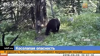 В Красноярске в «Бобровом логу» медведь вышел к канатной дороге