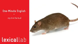 ONE-MINUTE ENGLISH: nip it in the bud LEARN WITH LEXICAL LAB