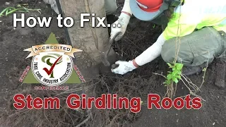 How to fix and treat stem girdling roots