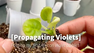 Propagating African Violets- Potting my first African violet babies